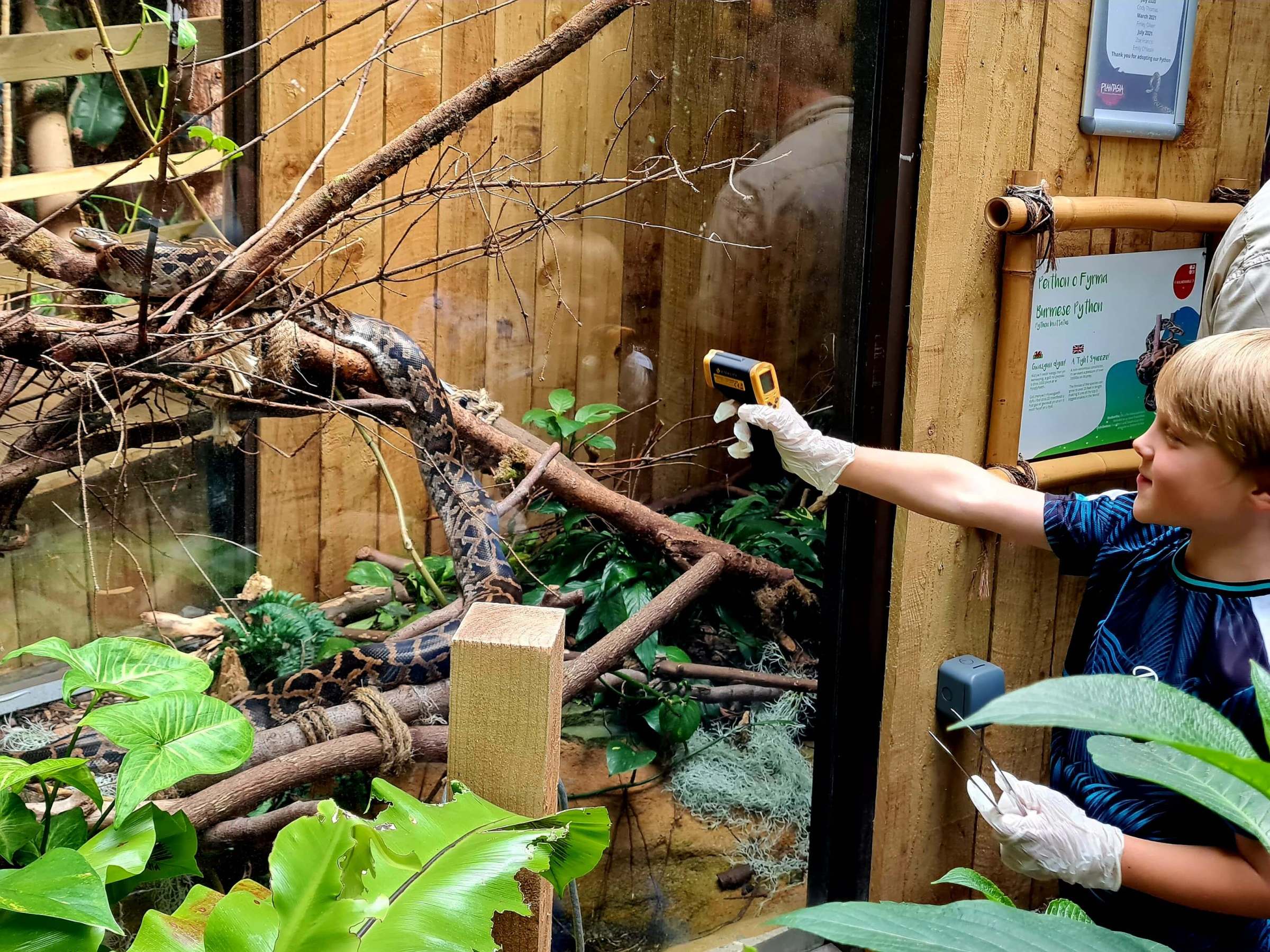 a young boy pointing a temperature gun at a python in a zoo exhibit