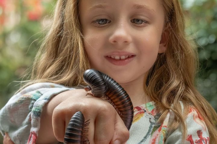 a close up of a girl holding a giant millipede