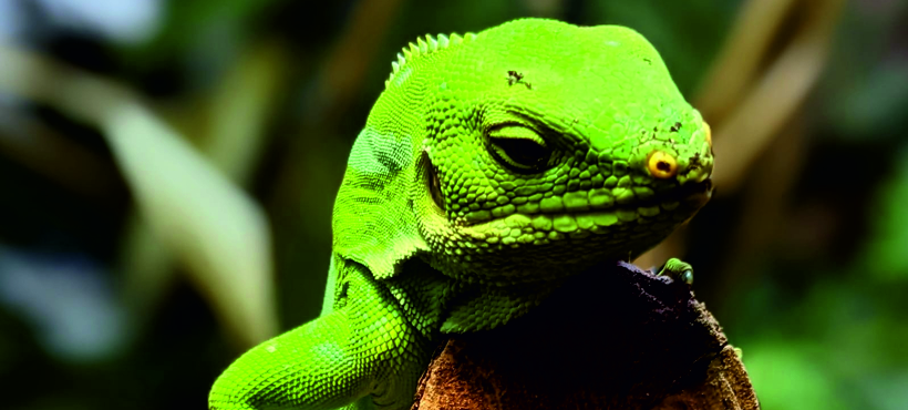 A close up of a green Fiji Banded Iguana on a stick