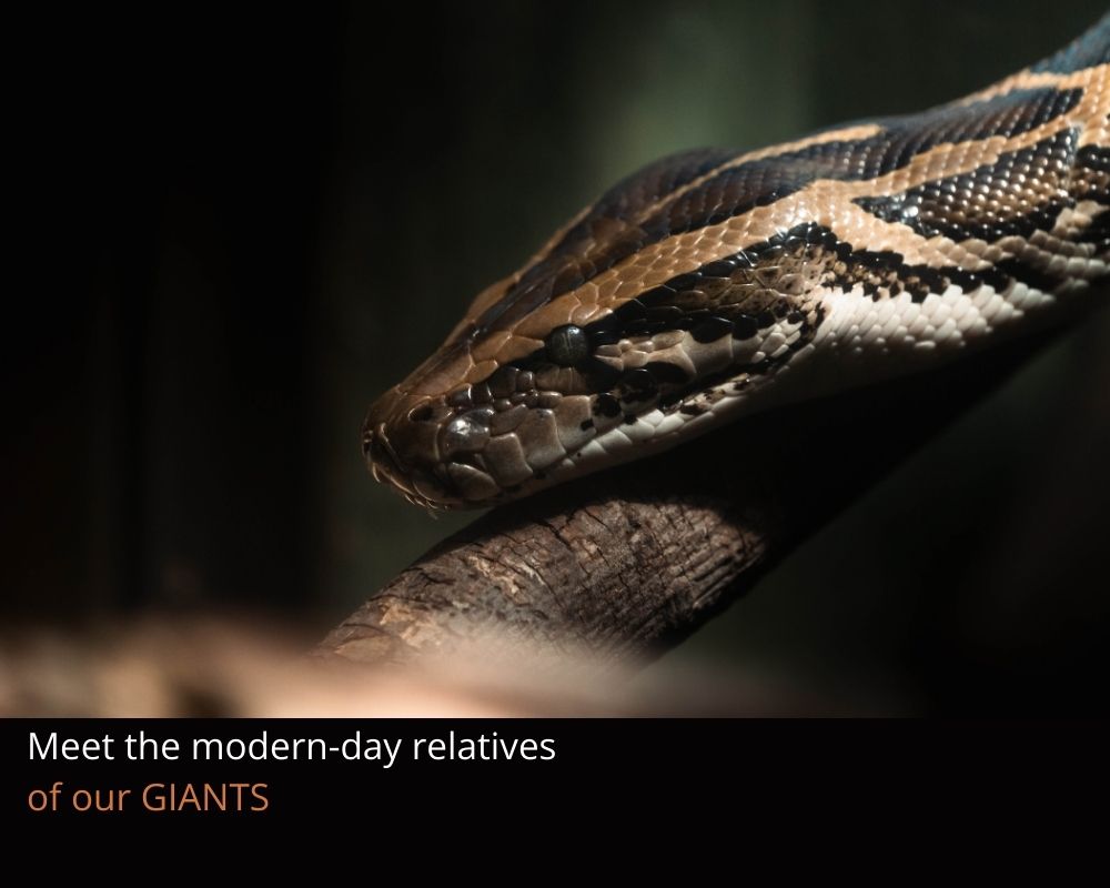 A close up of a python's face on a branch