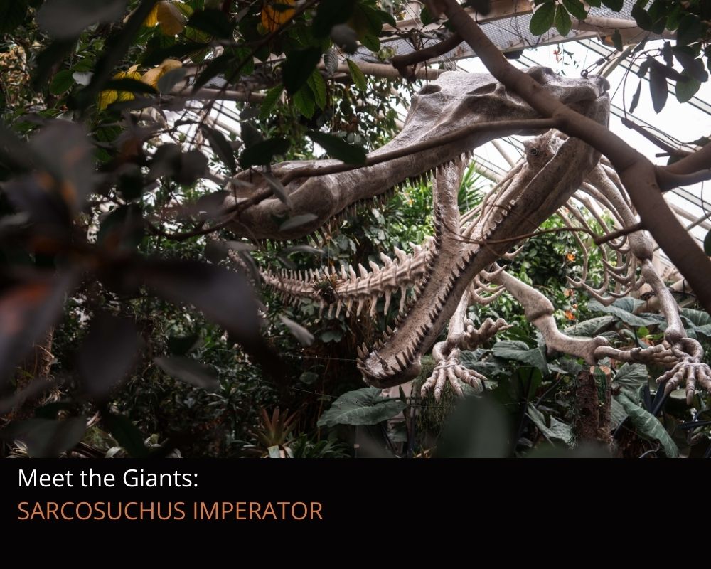 A close up of a life-sized replica of Sarcosuchus Imperator, suspended amongst the trees