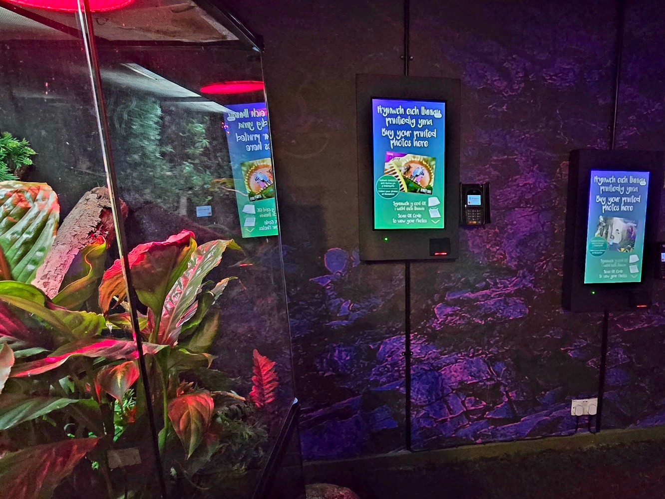 2 digital photo kiosk screens on a purple wall with the corner of a glass animal enclosure in the corner