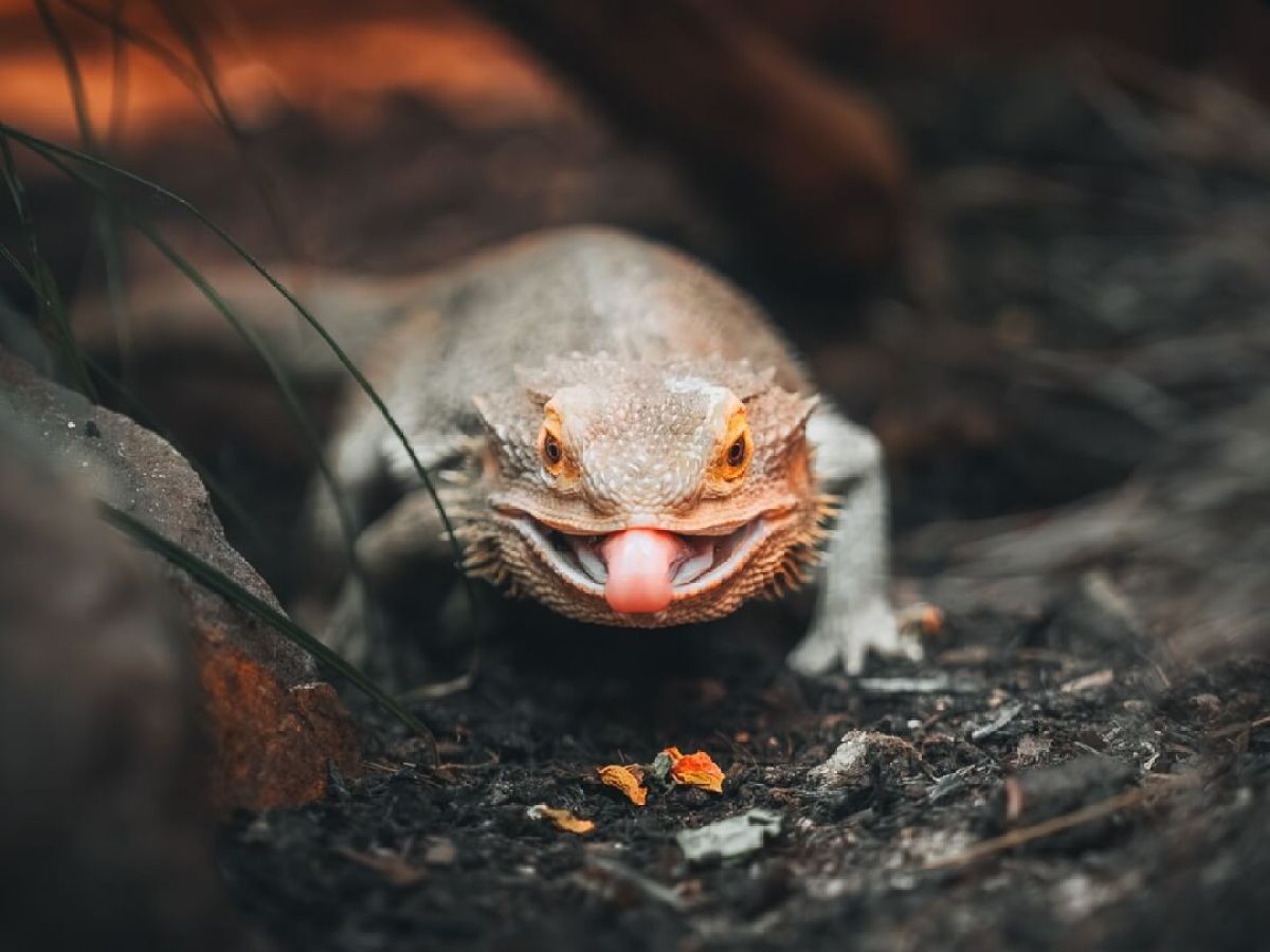 a close up of a bearded dragon with its tongue out